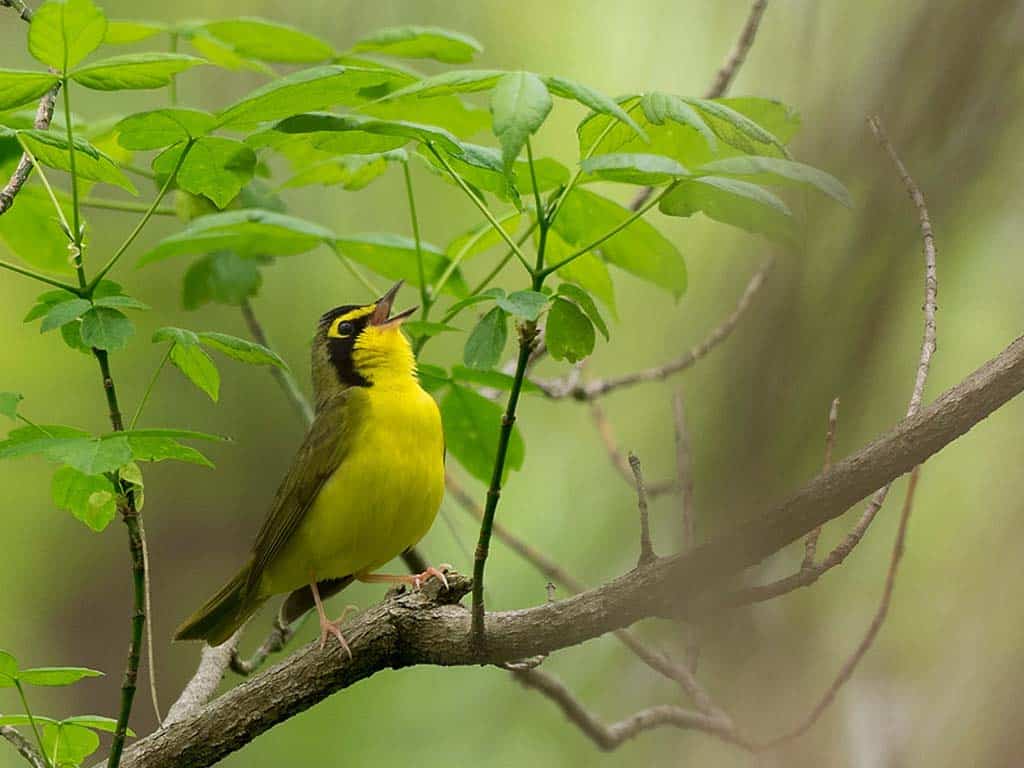 Kentucky Warbler