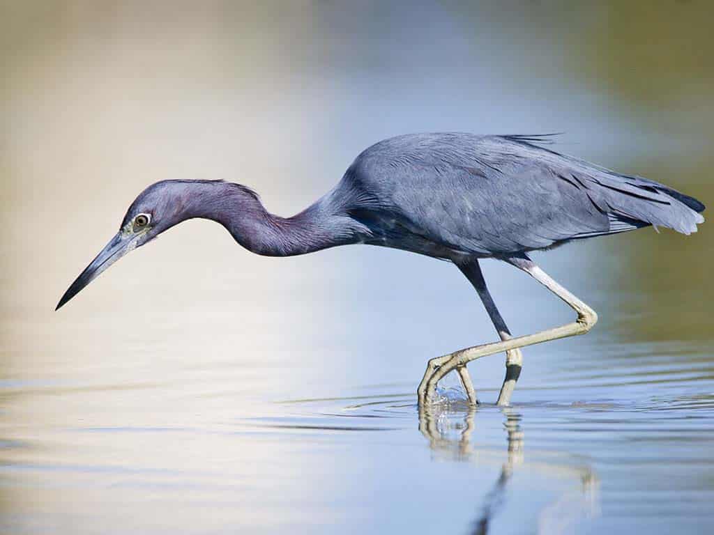 Little Blue Heron: A Study in Michigan Heron Transformation