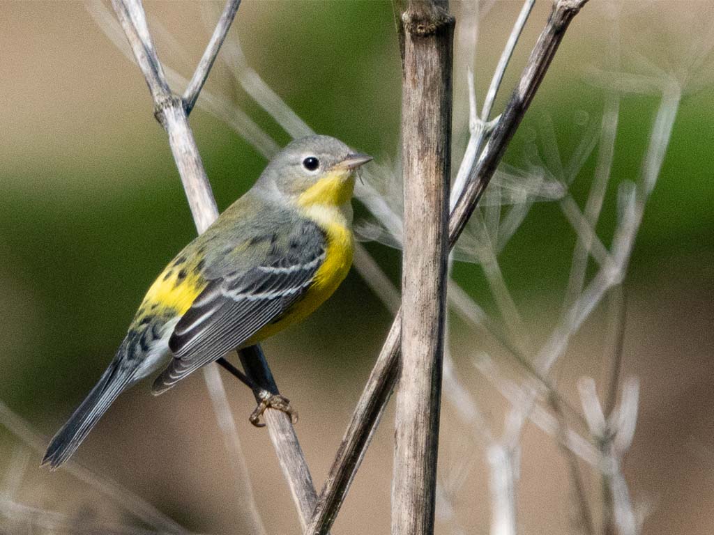 Magnolia Warbler