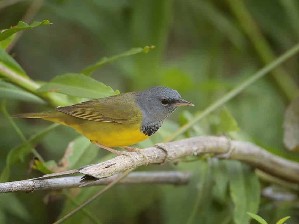 Mourning Warbler