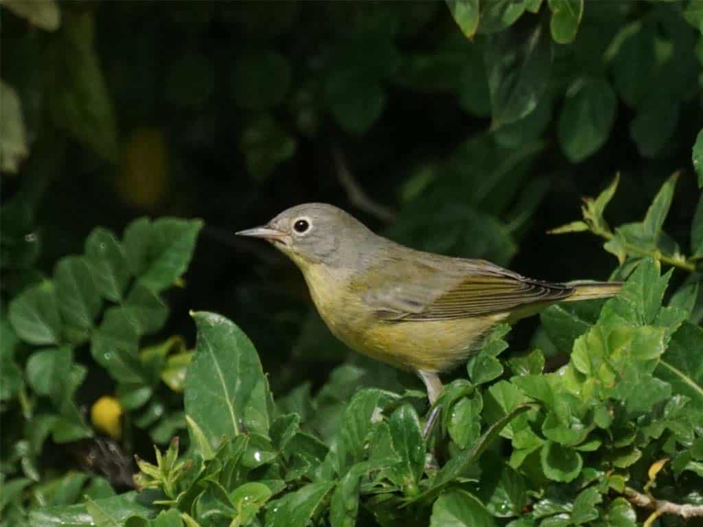 Nashville Warbler