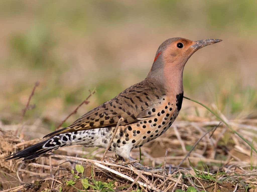 Northern Flicker