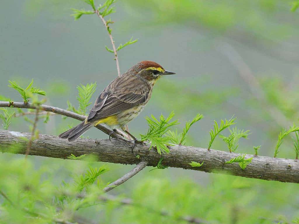 Palm Warbler