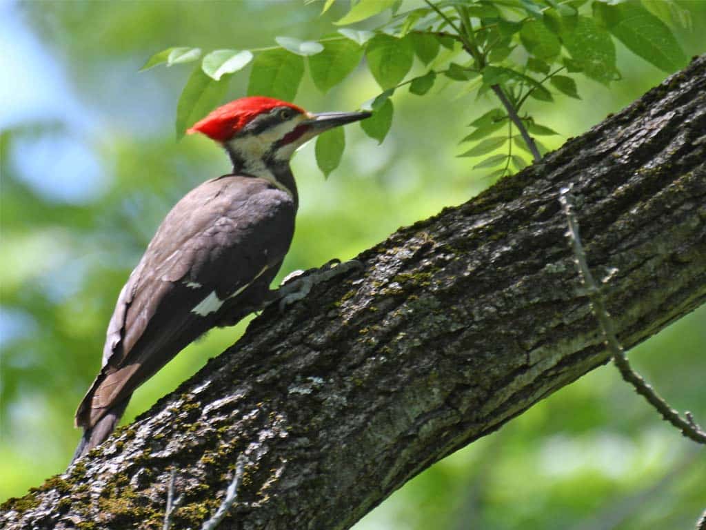 Pileated Woodpecker