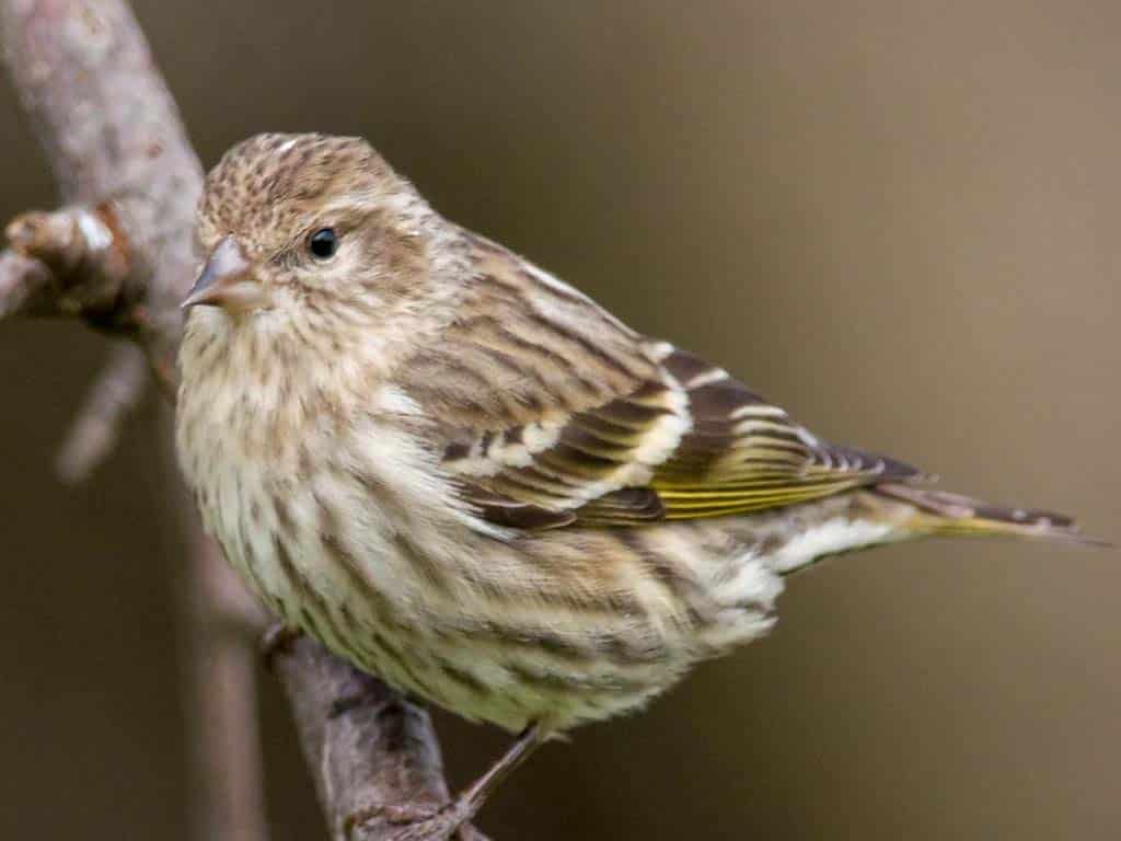 Finches In Florida-Pine Siskin