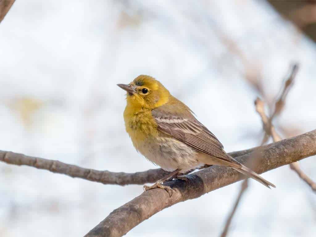 Pine Warbler