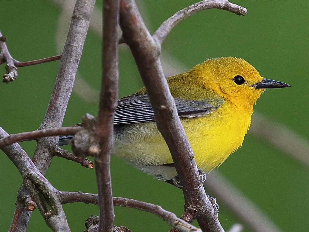 Prothonotary Warbler