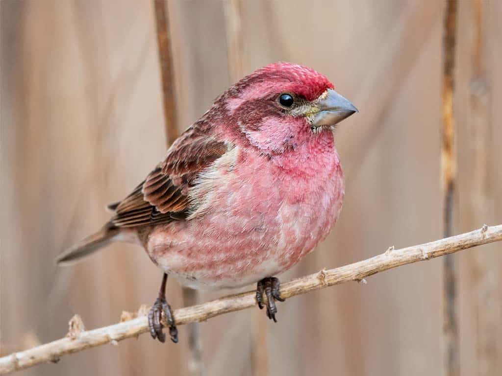 Finches In Florida-Purple Finch