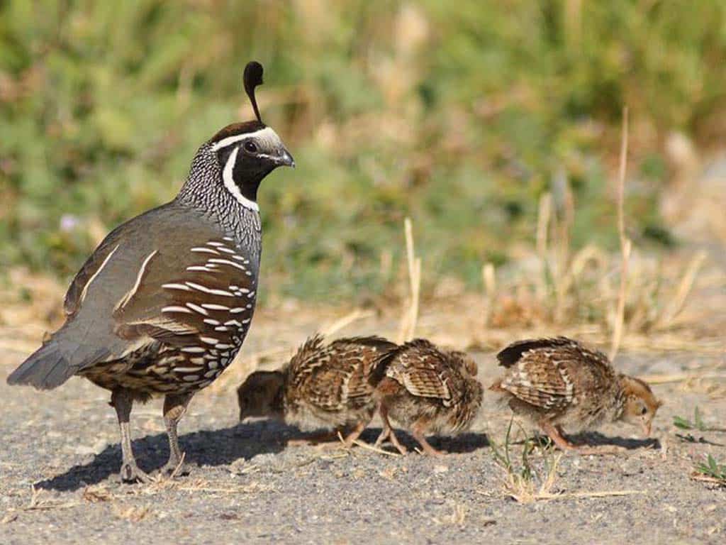 How Long Does a Quail Live