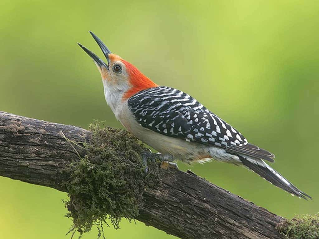 Red-bellied Woodpecker