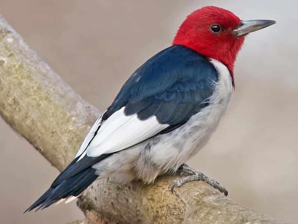 Red-headed Woodpecker