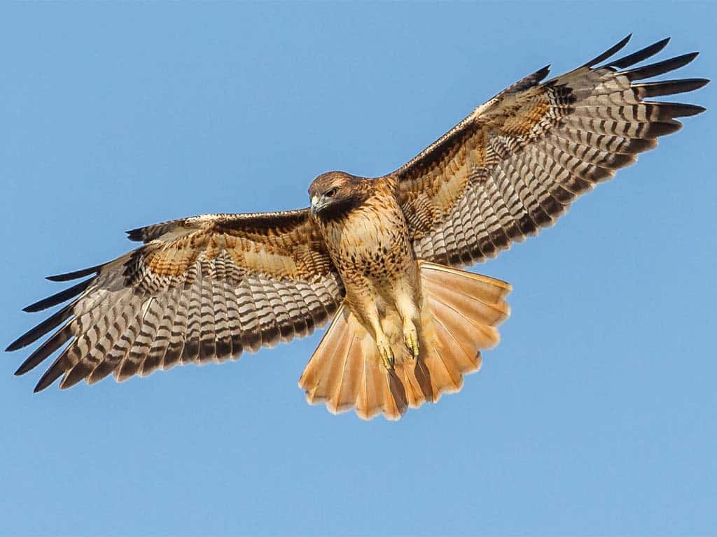 Red-tailed Hawk