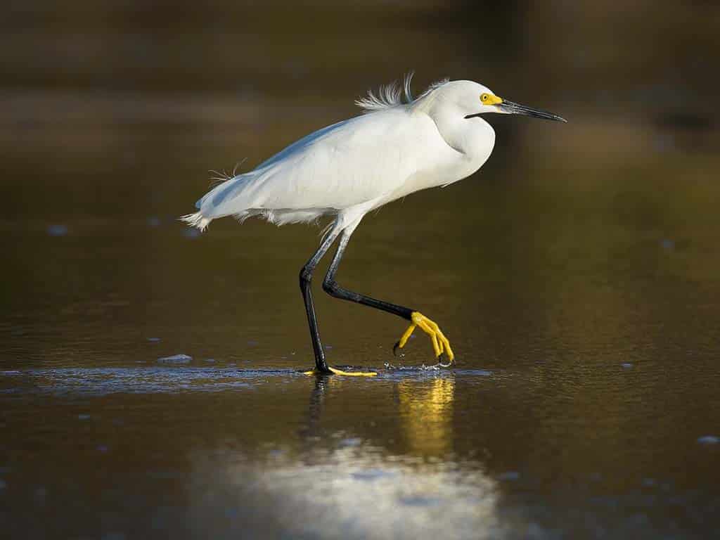 Snowy Egret: Michigan's Dancing Heron Forager