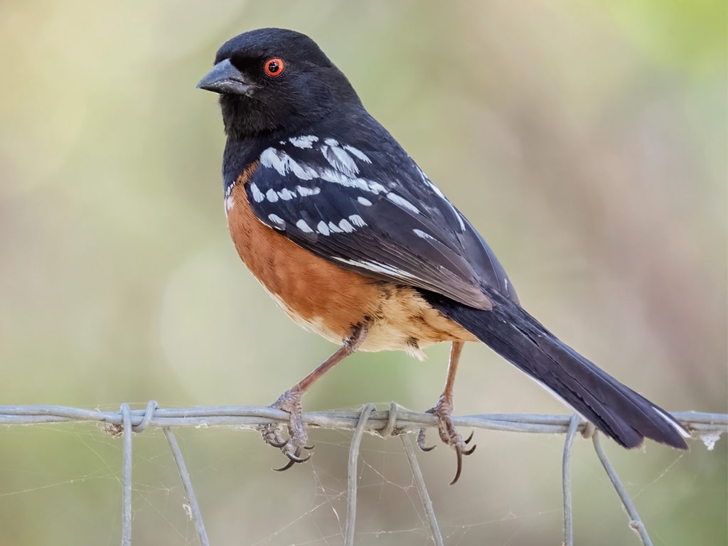 Spotted Towhee: The Western Black Bird with White Belly