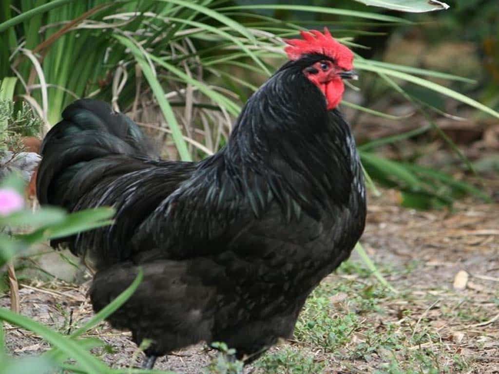 Black Sex Link Chicken