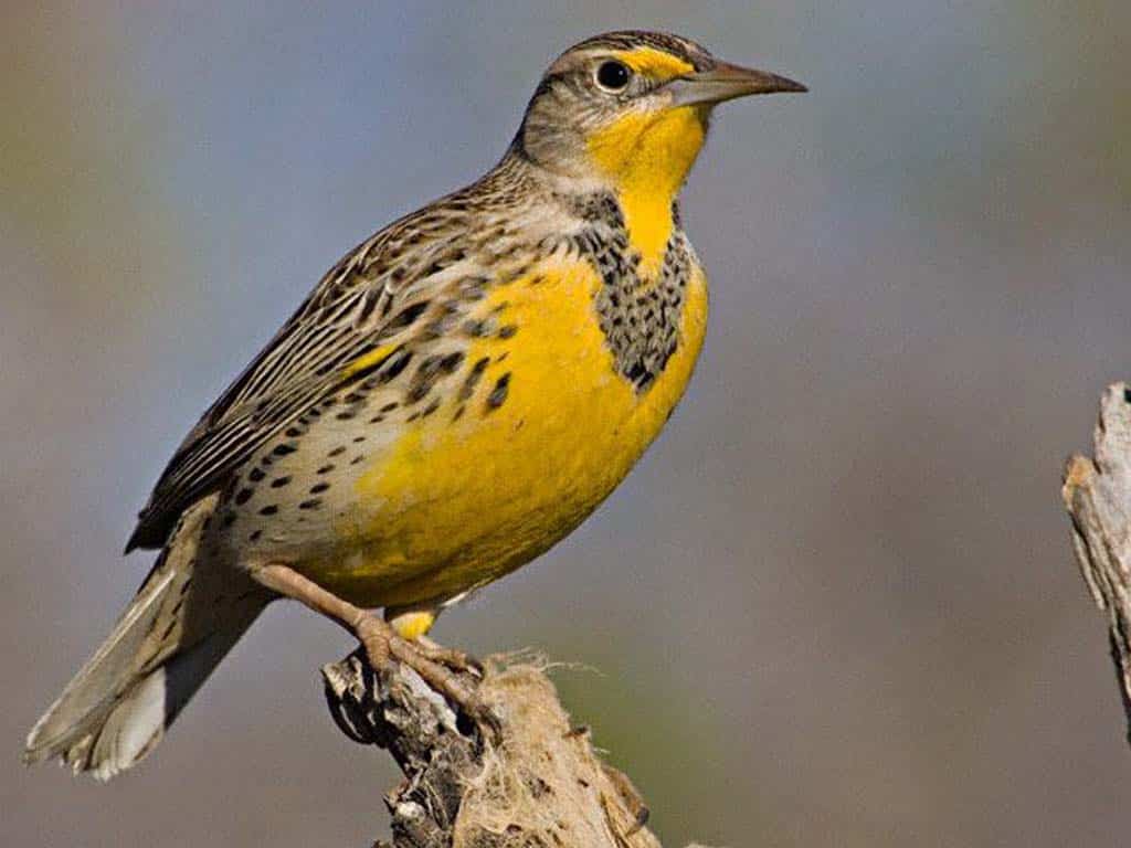 Western Meadowlark