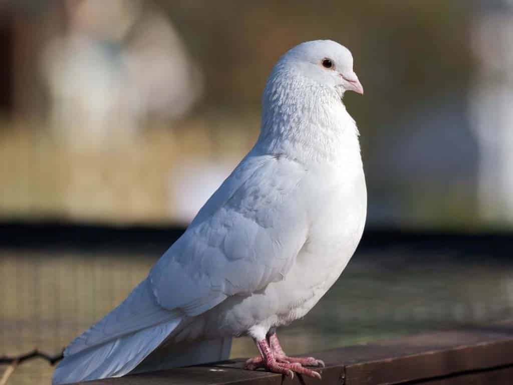 White Pigeon