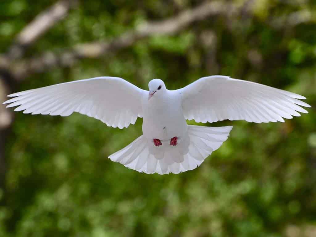 White Pigeon