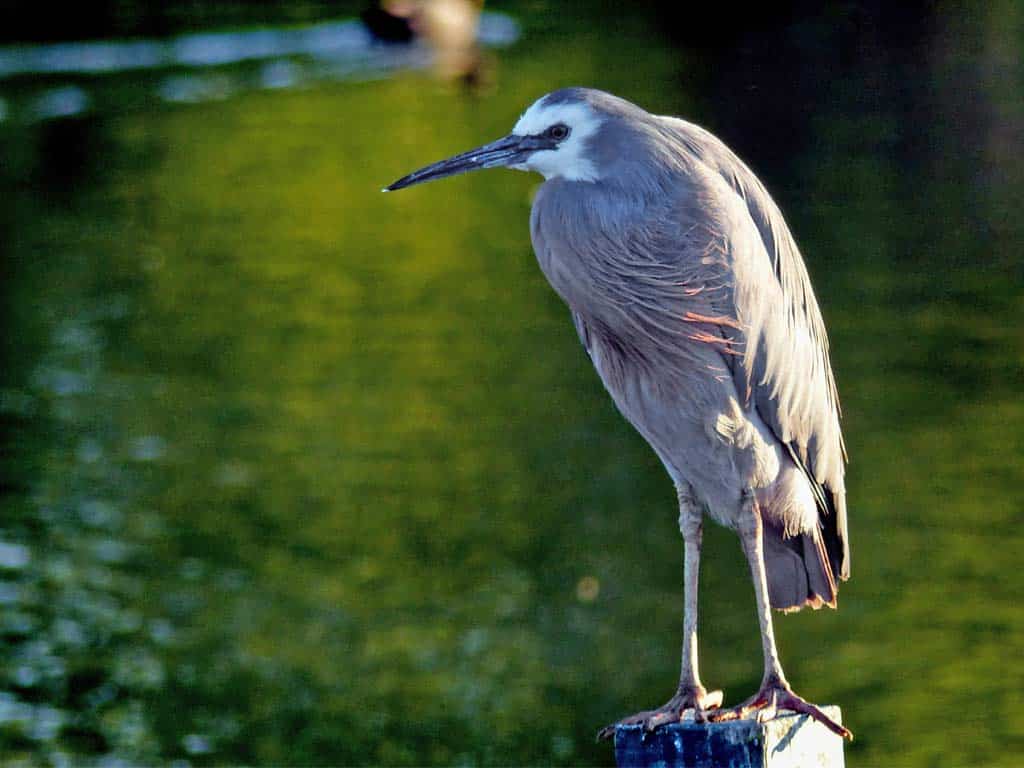 Crane vs. Heron Foraging Techniques