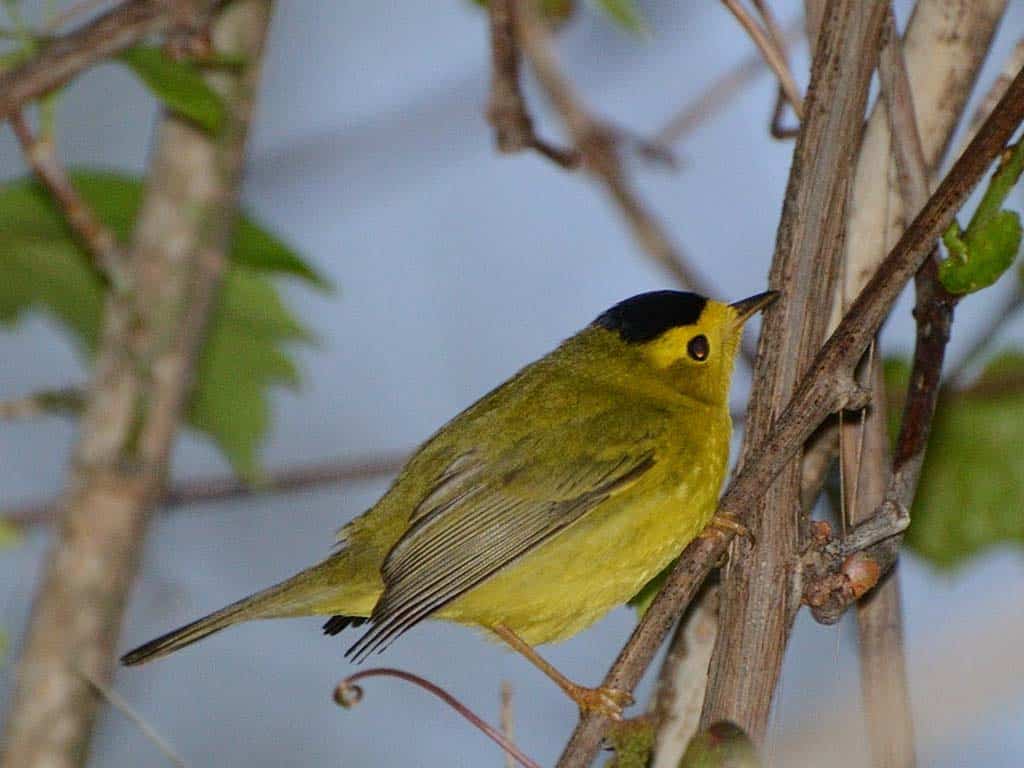 Wilson's Warbler