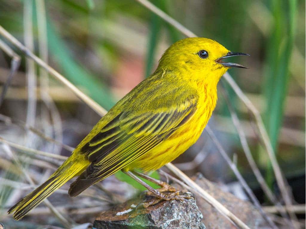 Yellow Warbler