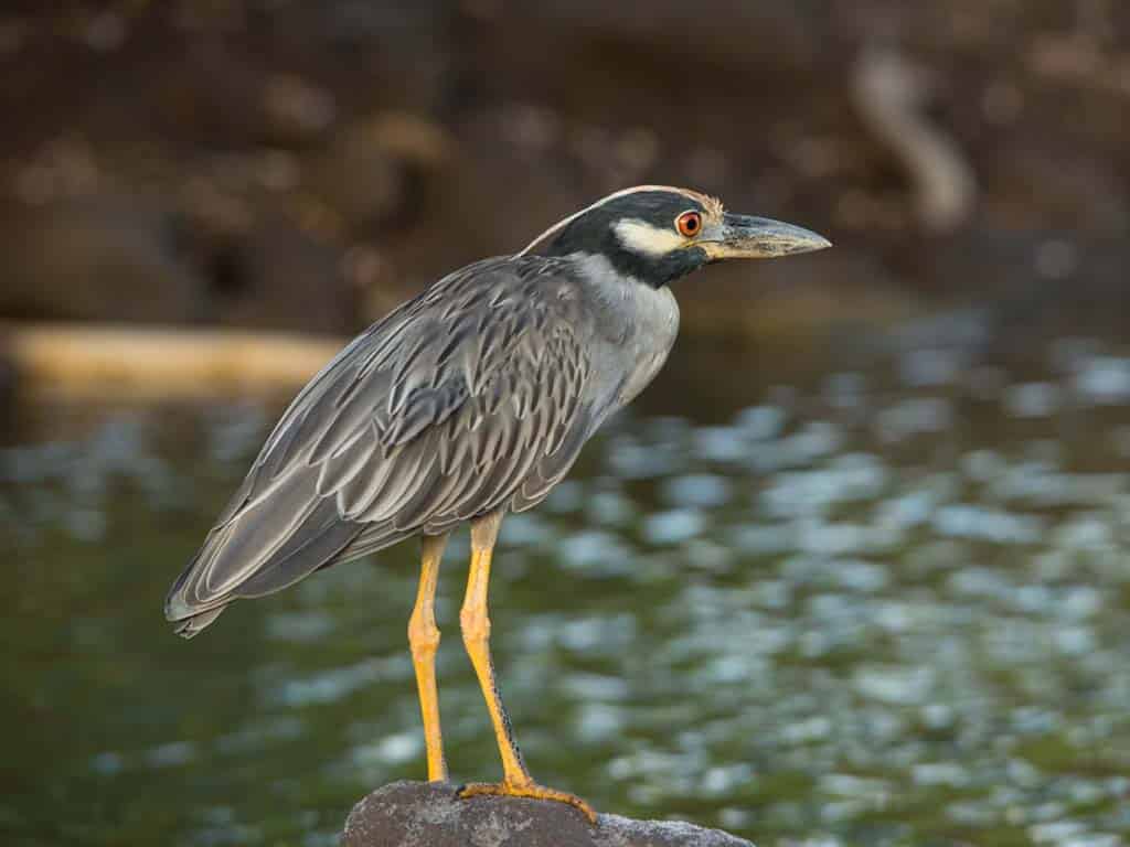 Yellow-crowned Night-heron: The Southern Visitor Among Herons in Michigan