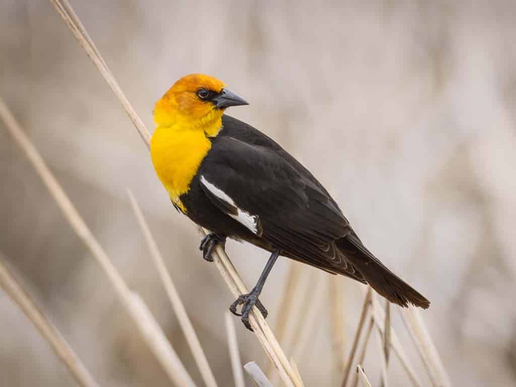 Yellow-headed Blackbird