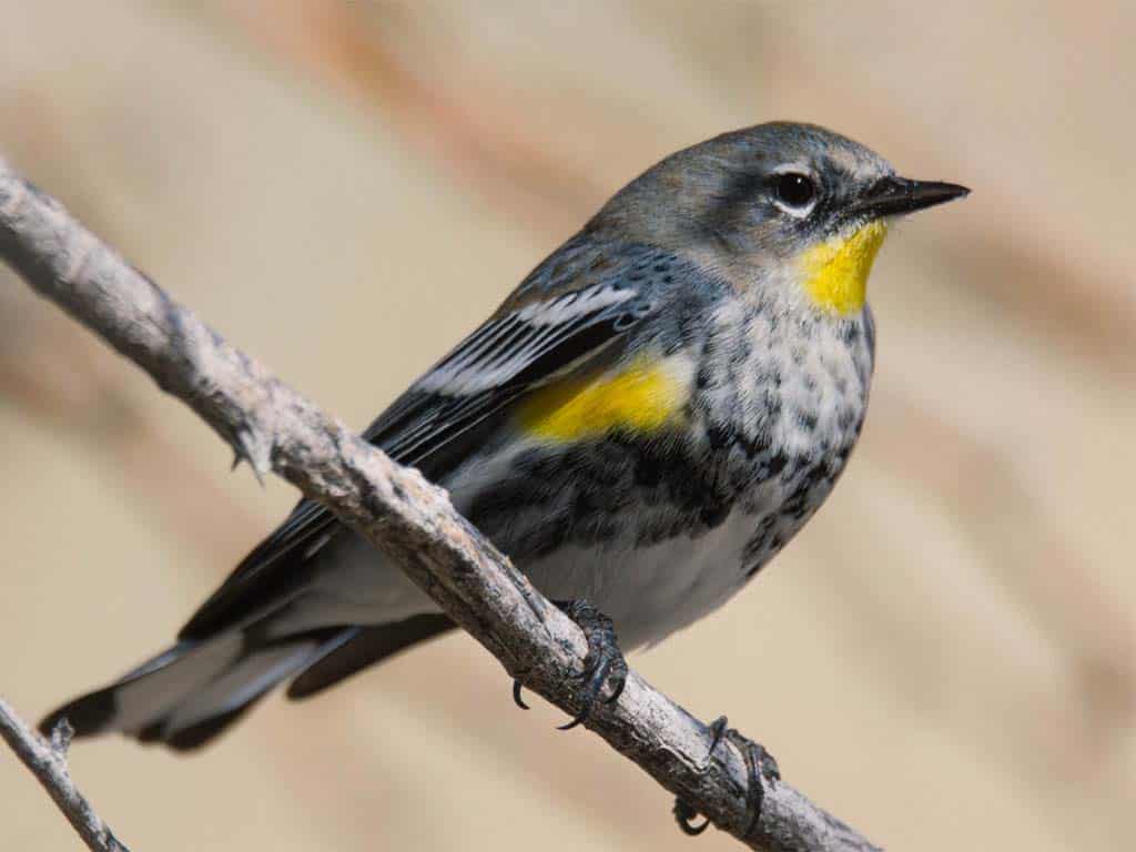 Yellow-rumped Warbler