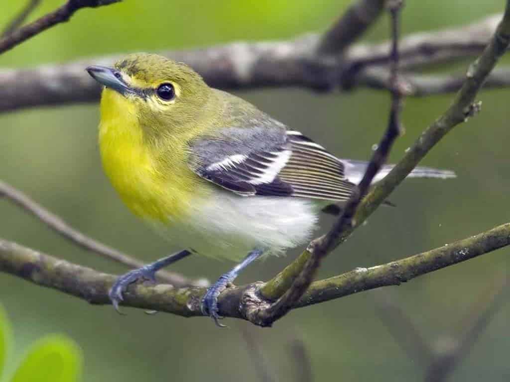 Yellow-throated Vireo