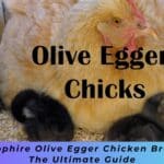 Sapphire Olive Egger