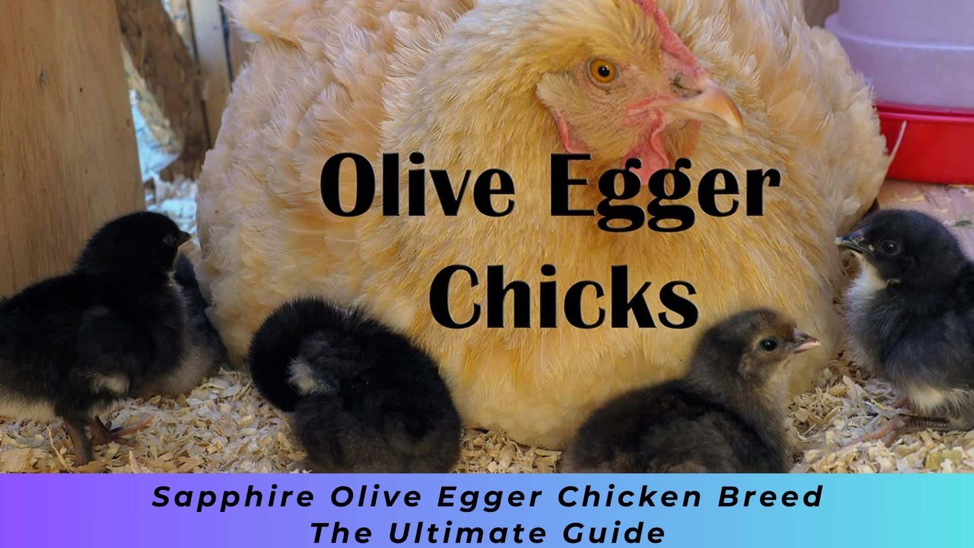 Sapphire Olive Egger