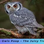 Owls Poop