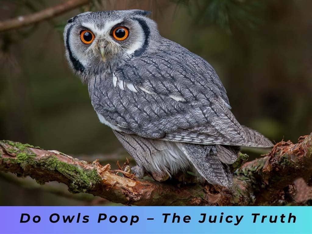 Owls Poop