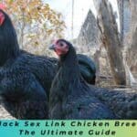 Black Sex Link Chicken