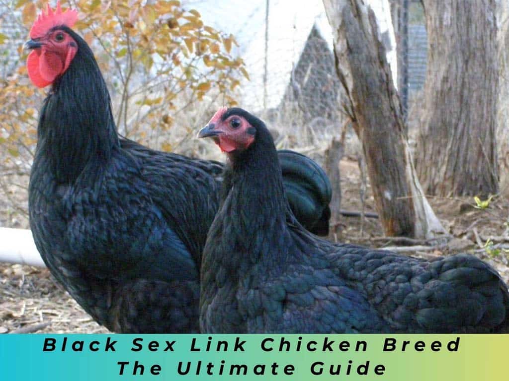 Black Sex Link Chicken