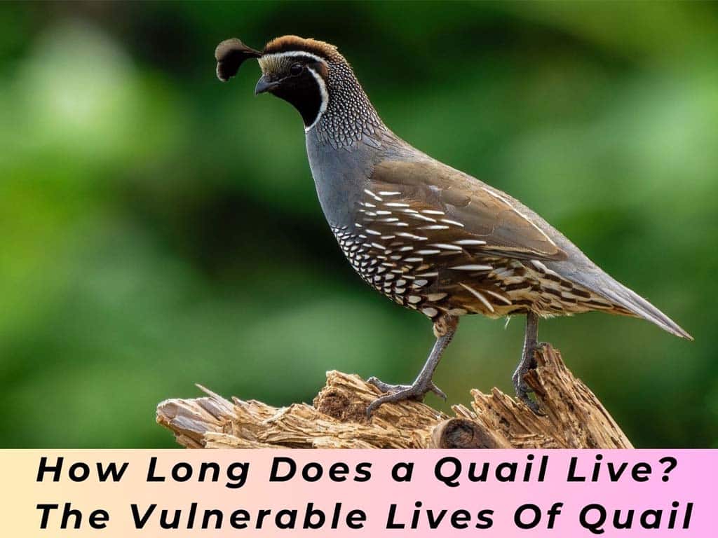 Quail