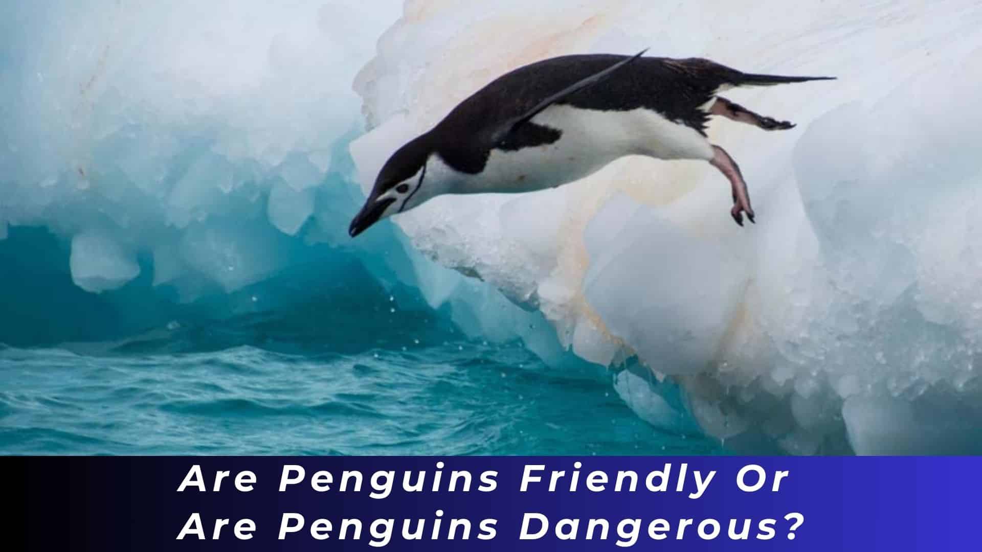 Penguins