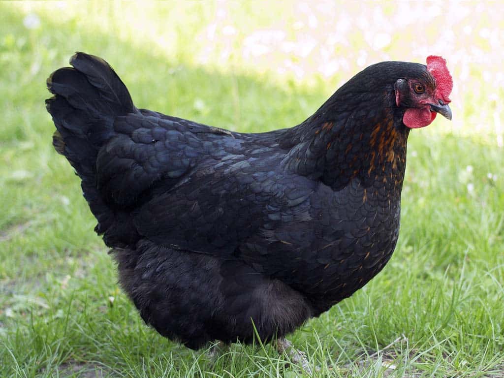 Black Sex Link Chicken