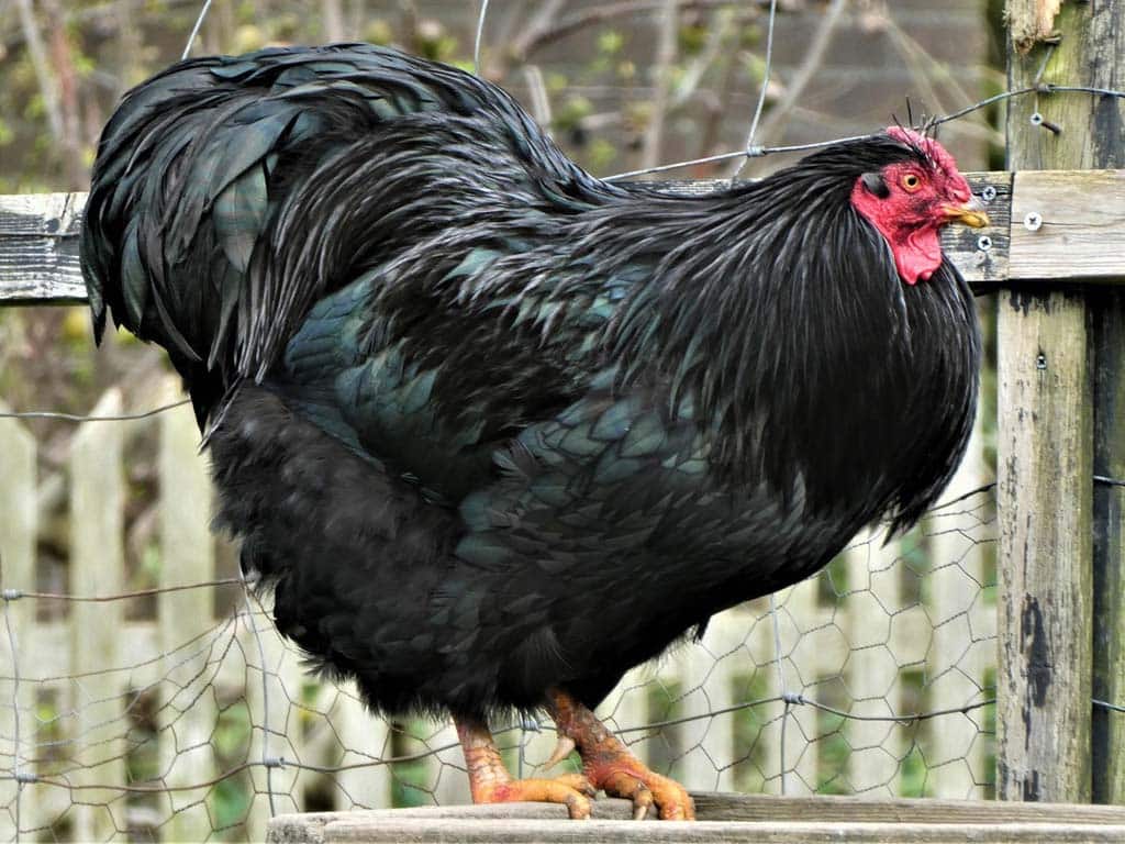 Black Sex Link Chicken