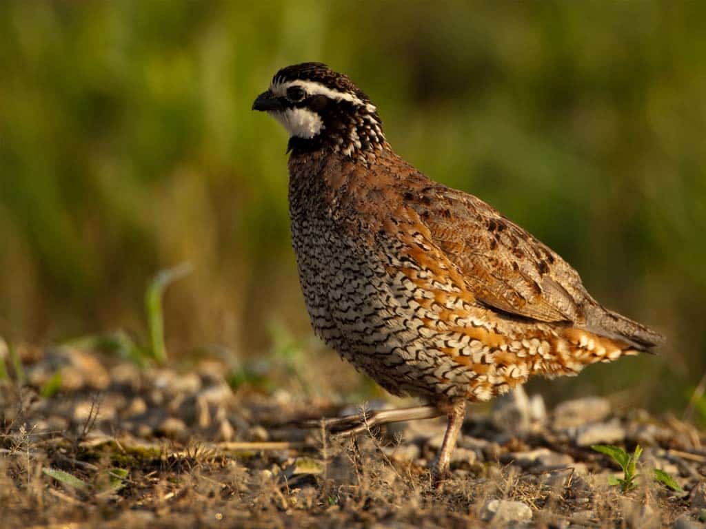 Bobwhite Quail