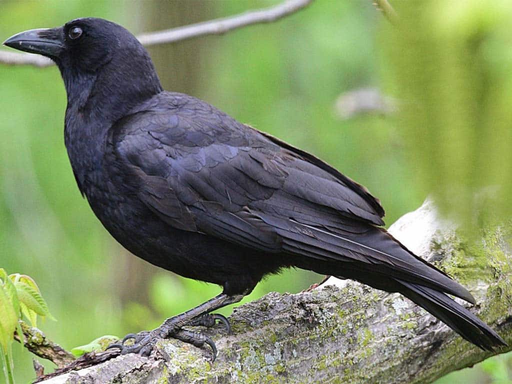 The Challenges of Crow Monogamy: Testing the "Mate for Life" Bond