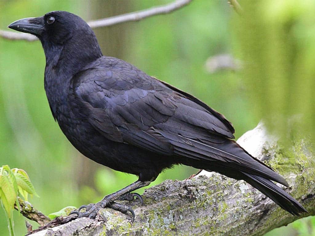 Do Crows Eat Other Birds? Understanding Their Diverse Diet