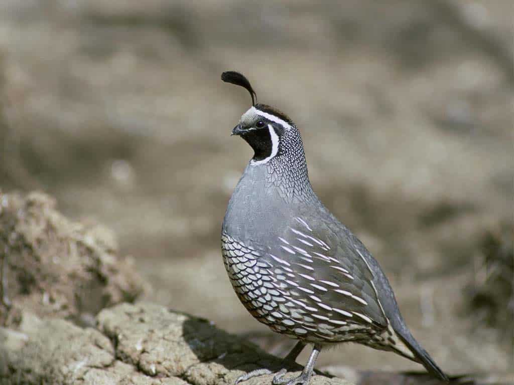 Quail