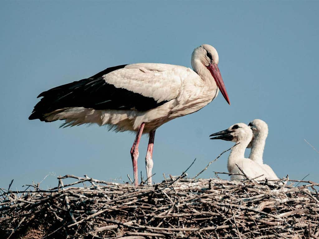 Where to Find Cranes vs. Herons