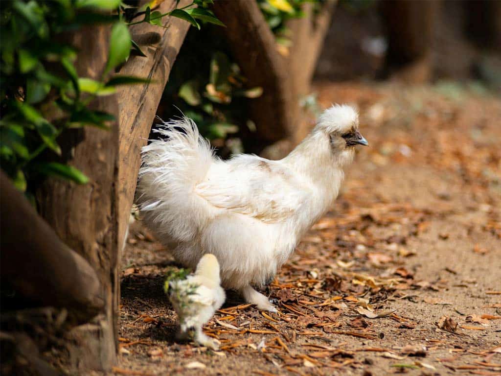 The Silkie Chicken Breed: By the Numbers