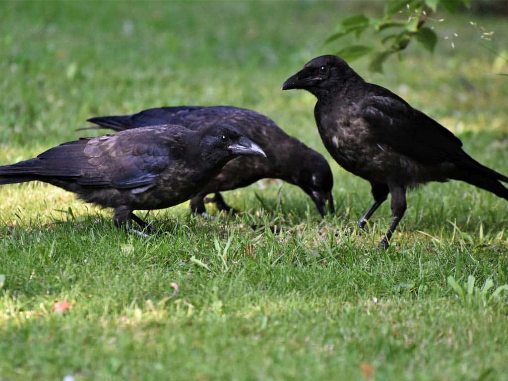 Seasonal Patterns in Crow Mating: Do They Mate for Life Year-Round?