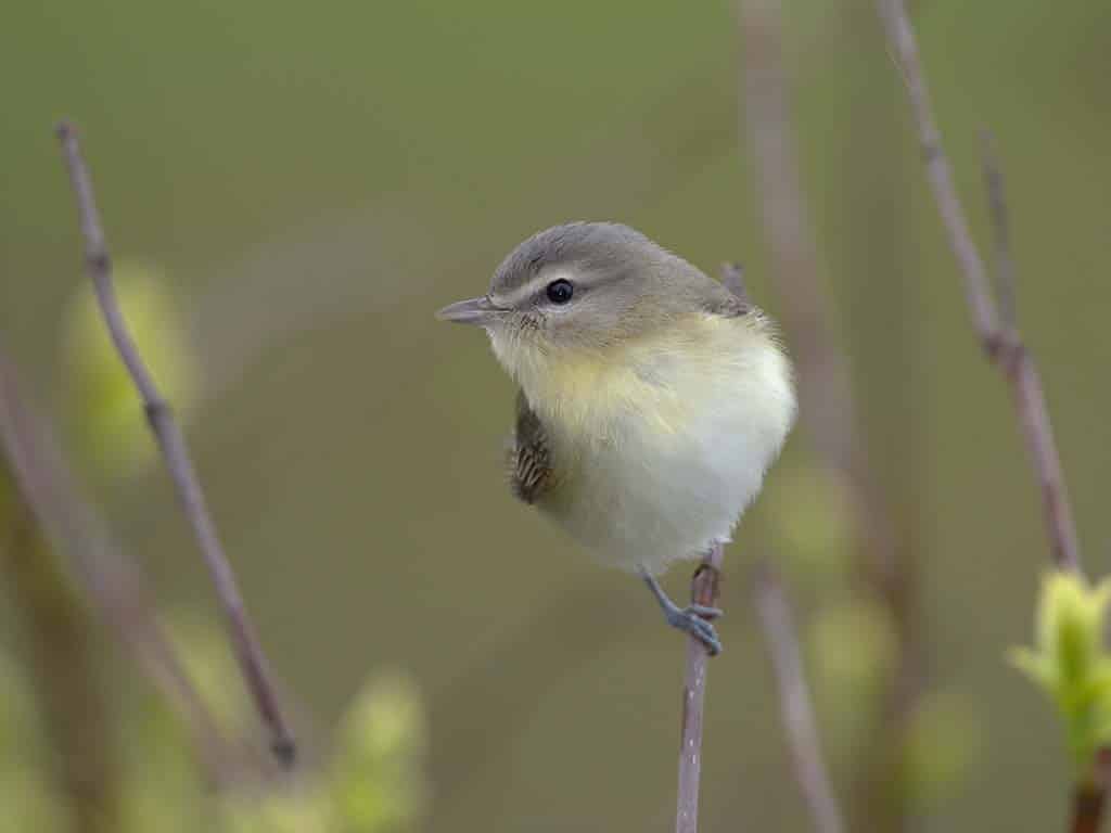 Philadelphia Vireo