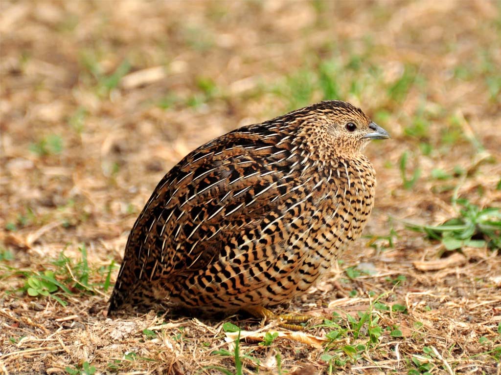 Button Quail