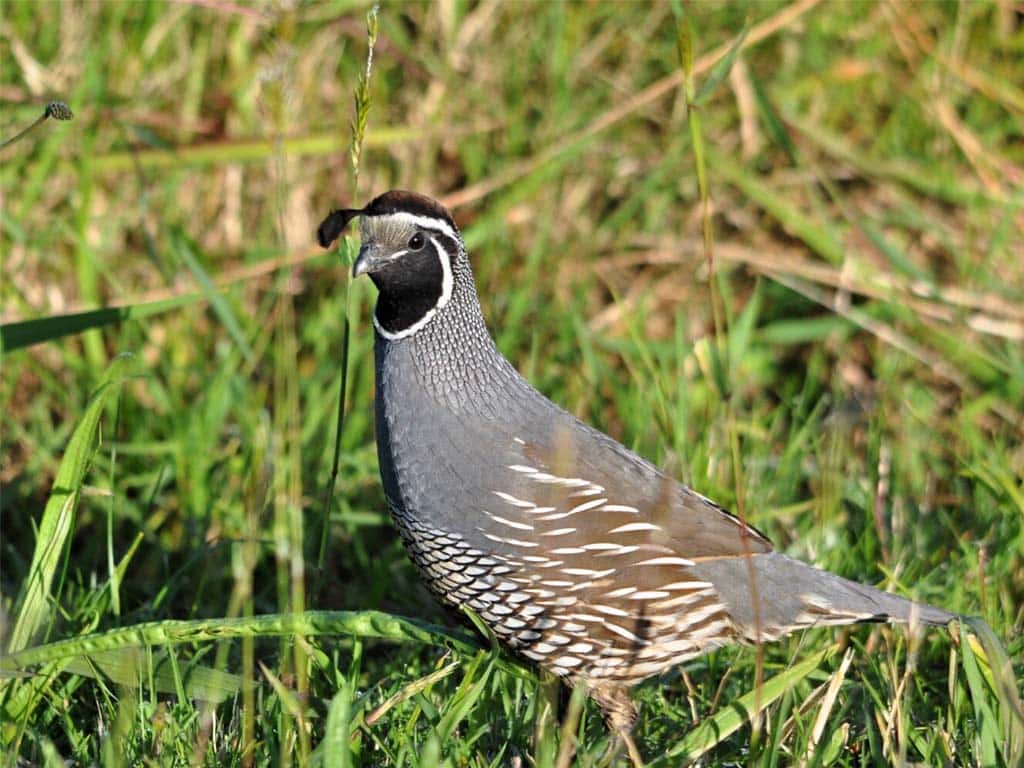 Quail