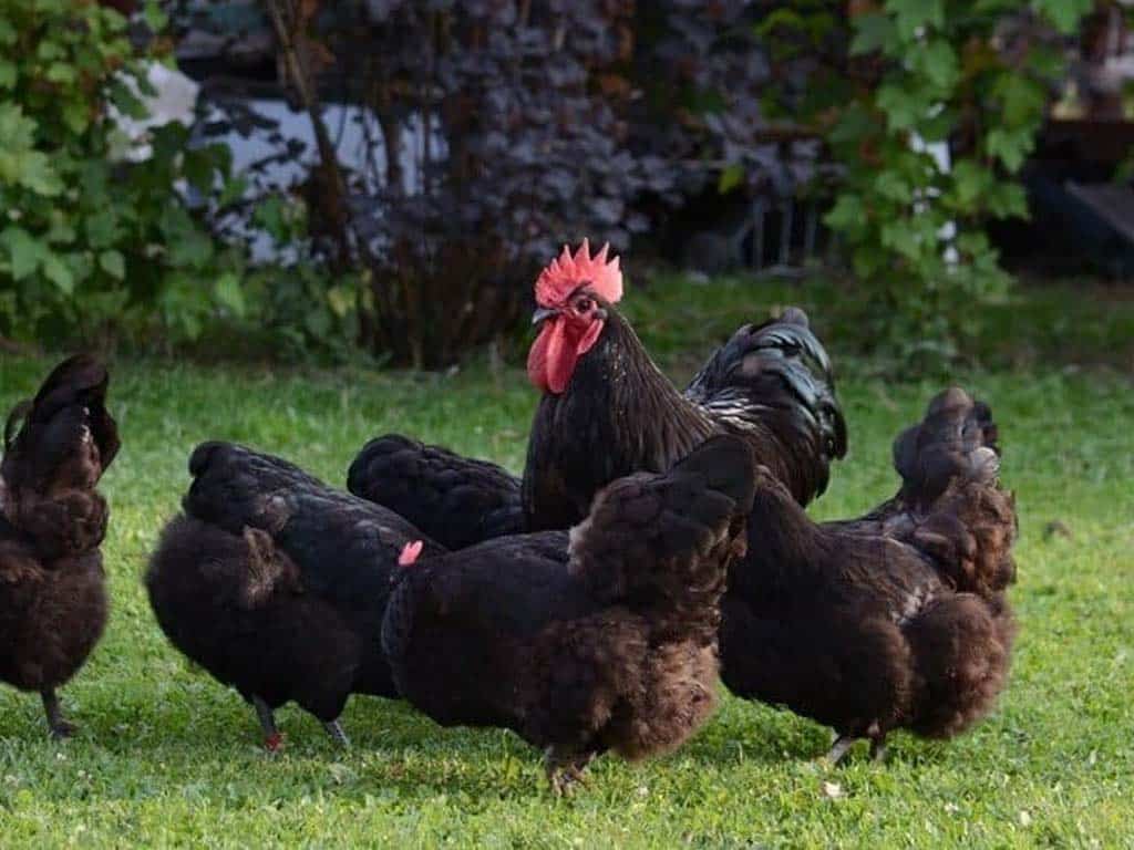 Black Sex Link Chicken